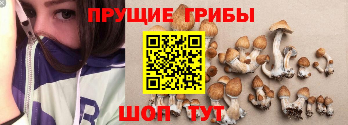Донской  Псилоцибиновые грибы MAGIC MUSHROOMS  Вход с VPN 